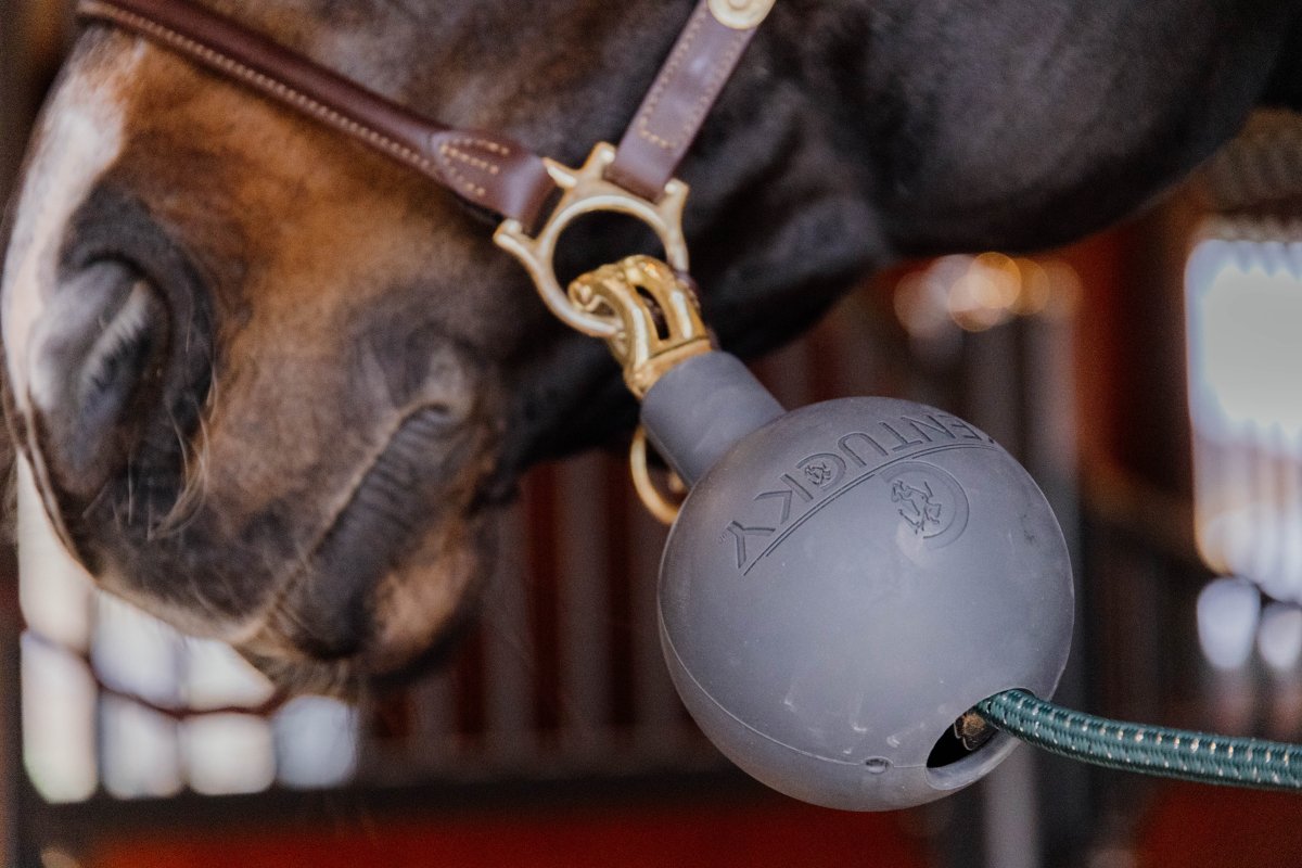 Kentucky Horsewear - Gummibold til opbindingskæder - Grå - animondo.dk - 82154 - 08 - S