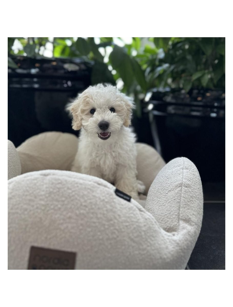 Nordic Paws - Flora Hundeseng - Beige - animondo.dk - 6248