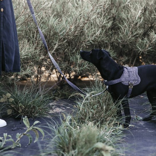 Kentucky Dog Harness Body Safe Wool - Grå - animondo.dk