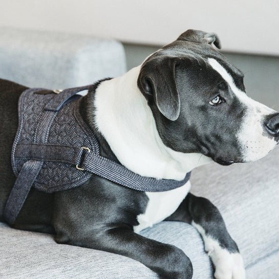 Kentucky Dog Harness Body Safe Wool - Grå - animondo.dk