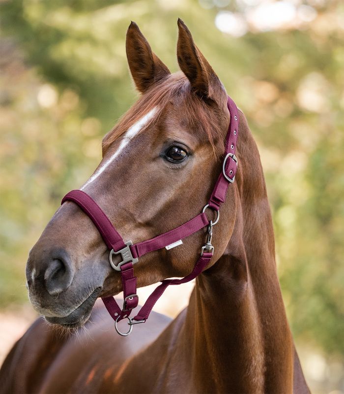 Waldhausen Gloomy Grime - Burgundyred - animondo.dk - UDGÅR - 5048347 - PON