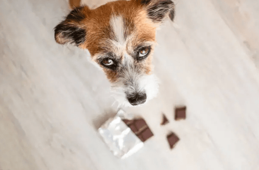 Chokolade og Hunde – En Livsfarlig Kombination - animondo.dk