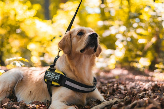 Hjælp til at vælge den optimale hundesele til din hund - animondo.dk