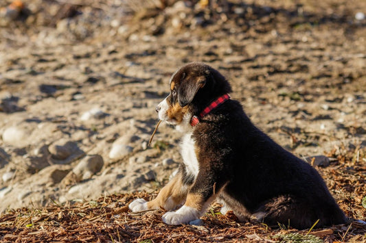 Hvad skal jeg tænke over i den første tid med min nye hundehvalp? - animondo.dk