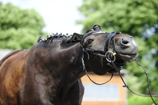 Hvorfor ryster min hest på hovedet under ridning? - animondo.dk