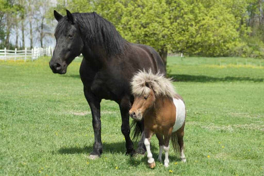 Komplet liste over udbredte hesteracer og ponyracer - animondo.dk