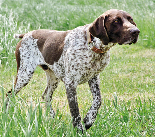 Korthåret Hønsehund: fakta og information om racen - animondo.dk