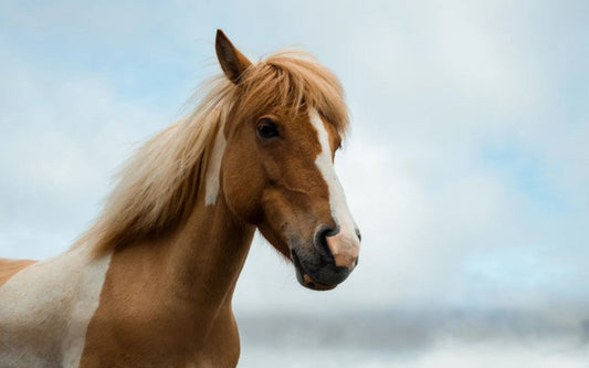 Når Heste Bliver Hede: Forståelse af Feber hos heste - animondo.dk