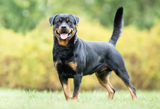 Rottweiler: fakta og information om racen - animondo.dk