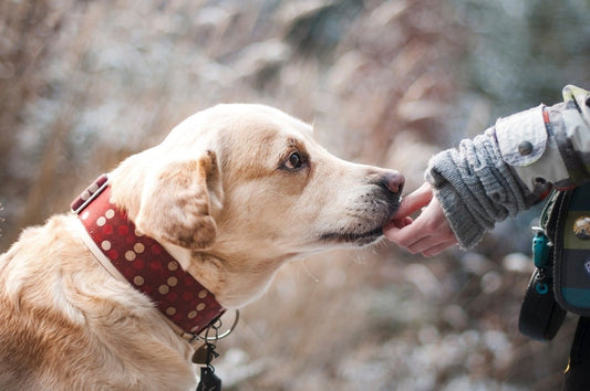 Vælg det rigtige hundehalsbånd - En komplet guide - animondo.dk