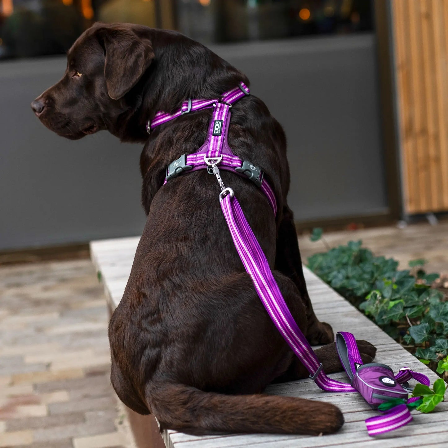 Dog Copenhagen - "Comfort Walk Air™" Sele - Sort