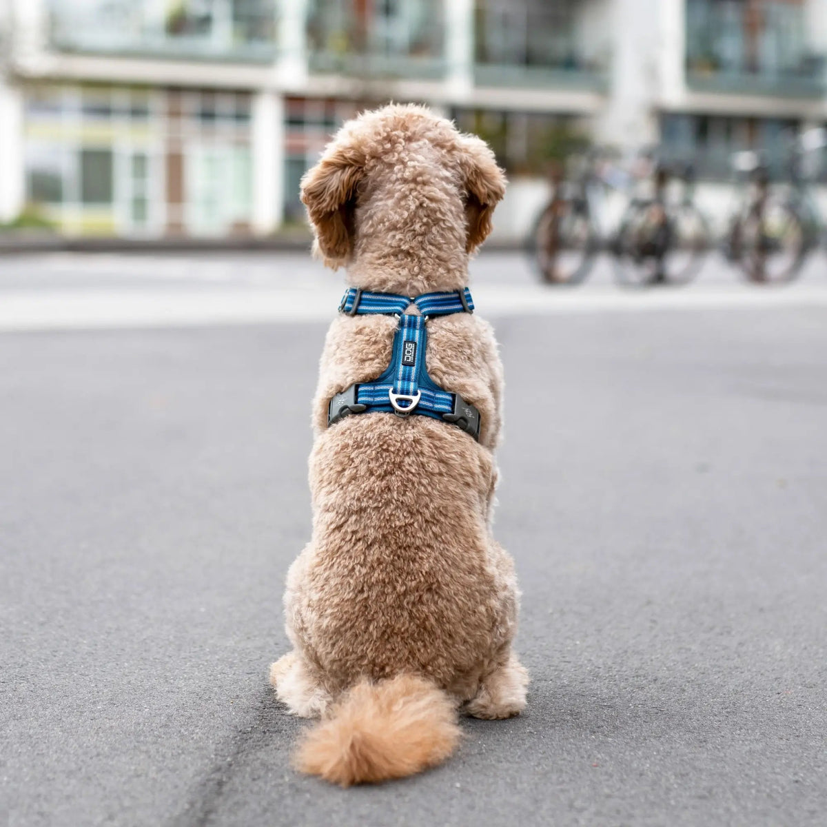 Dog Copenhagen - "Comfort Walk Air™" Sele - Blå - animondo.dk - HAR0342