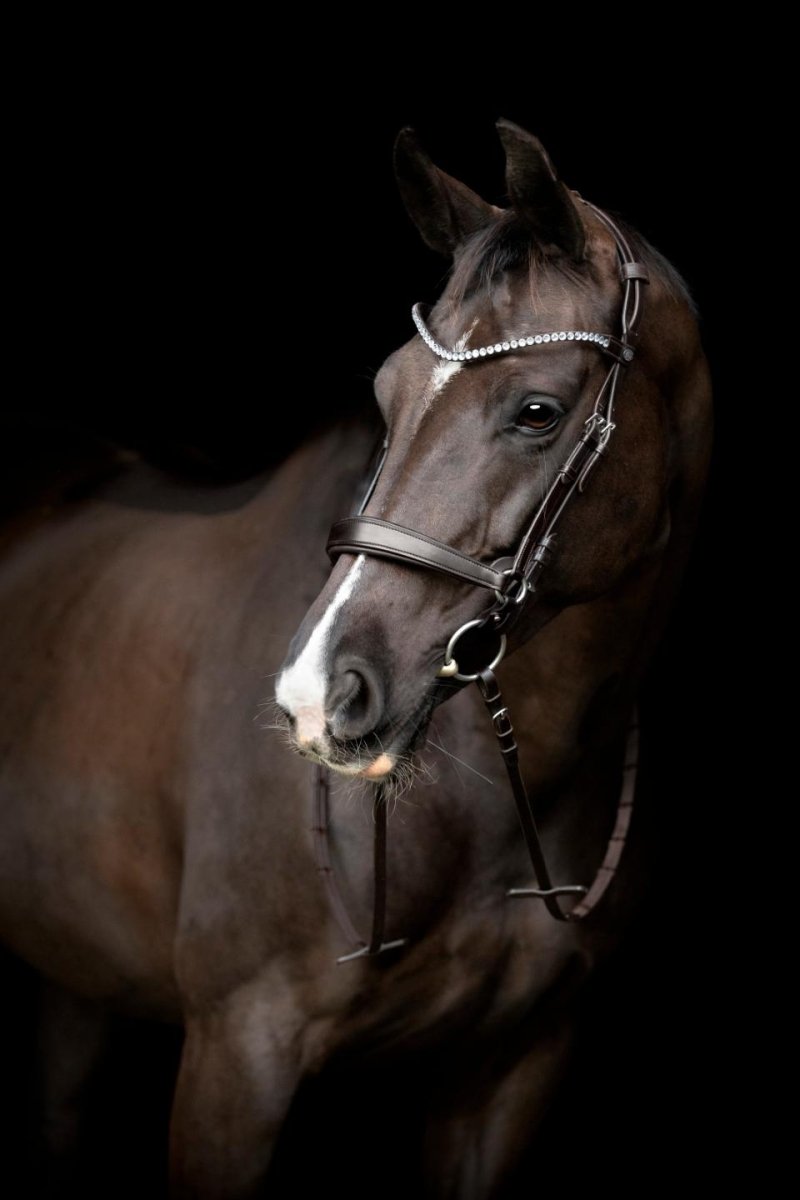 Gentle bridle - Komplet trense - Str. Full -  Brun - animondo.dk - 