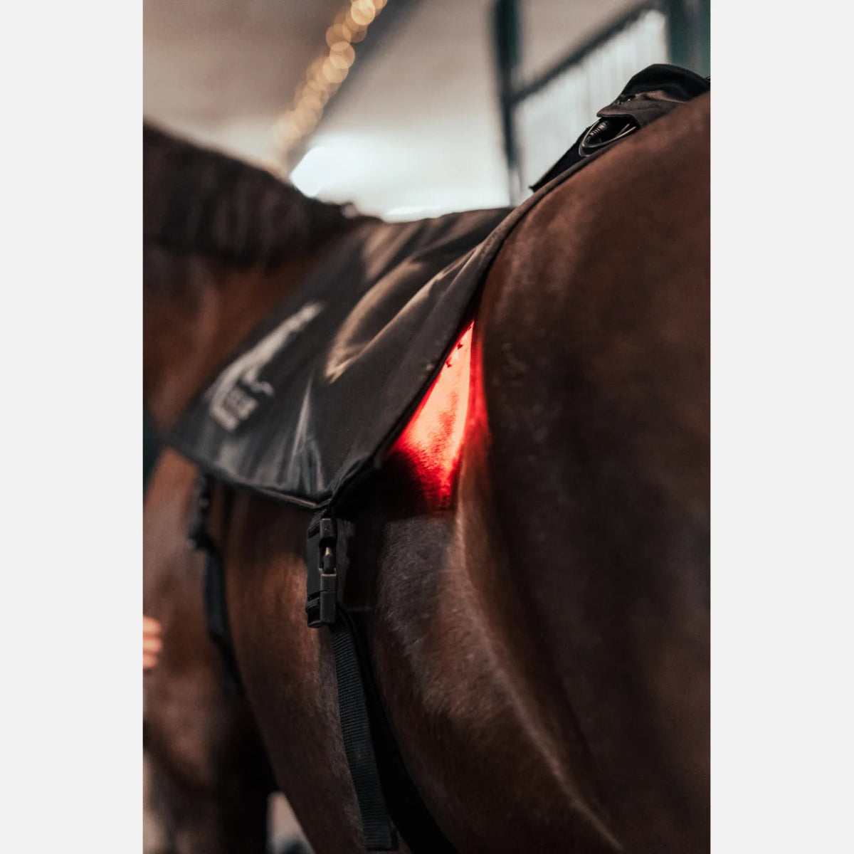 Equine LTS R-Serie Topline - animondo.dk