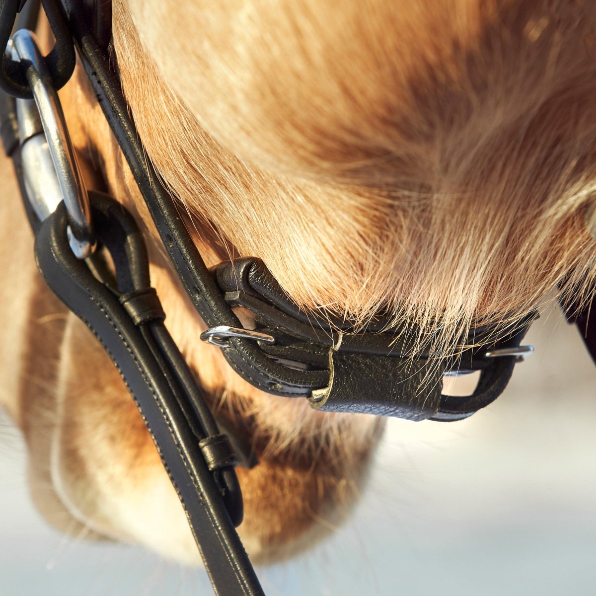 Finesse Bridles Zorro Trense, smalt næsebånd - sort/sort/sølv - animondo.dk