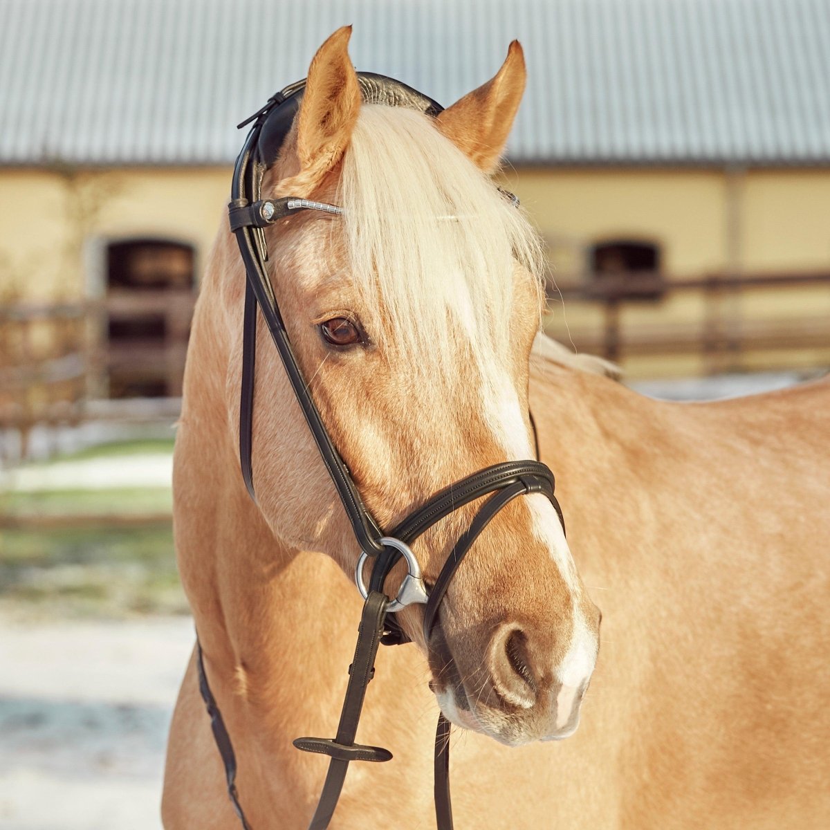 Finesse Bridles Zorro Trense, smalt næsebånd - sort/sort/sølv - animondo.dk