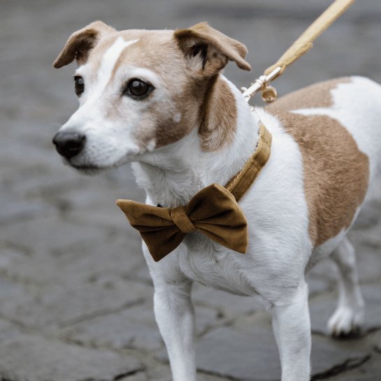 Kentucky Bow Tie Velvet Mustard - animondo.dk