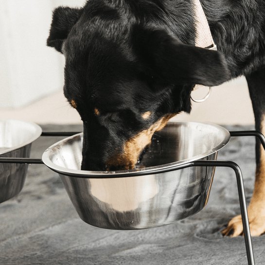 Kentucky Dog Bowl Comfort Feeder - Sort - animondo.dk
