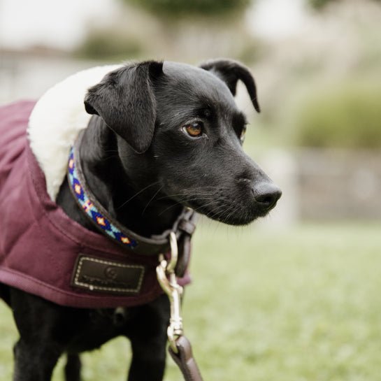 Kentucky Dog Coat Original - Bordeaux - animondo.dk