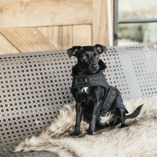 Kentucky Dog Coat original Sort/Sort - animondo.dk