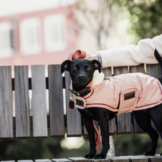 Kentucky Dog Coat Waterproof - Koral - animondo.dk