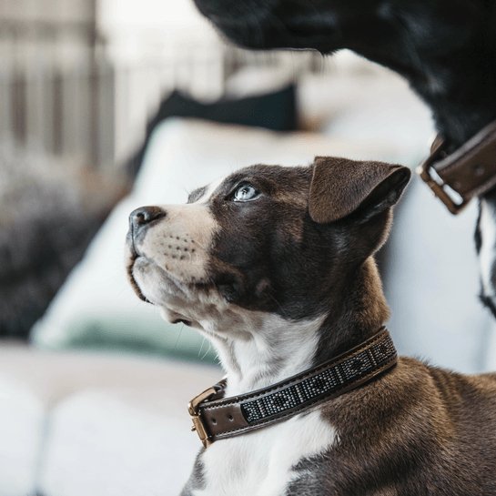 Kentucky Dog Collar Handmade Pearls - Sølv - animondo.dk