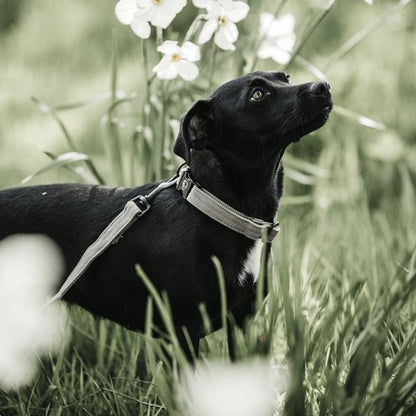 Kentucky Dog Collar Lizard - Beige - animondo.dk