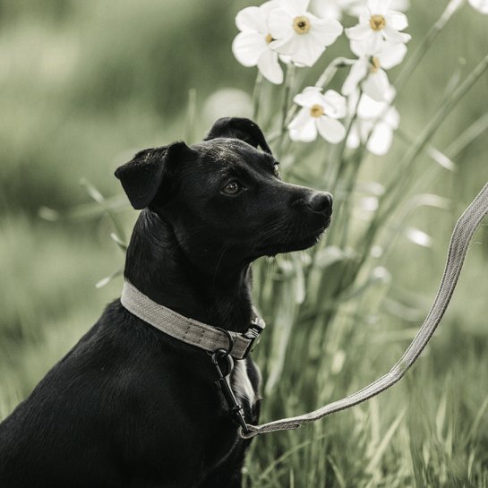 Kentucky Dog Collar Lizard - Beige - animondo.dk