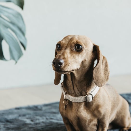 Kentucky Dog Collar Wool - Beige - animondo.dk