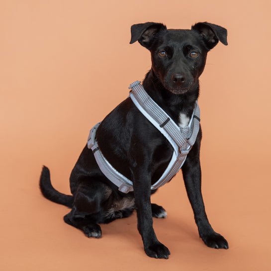 Kentucky Dog Harness Active Reflective - animondo.dk