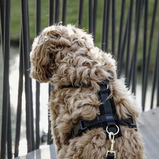 Kentucky Dog Harness Active Velvet - Sort - animondo.dk
