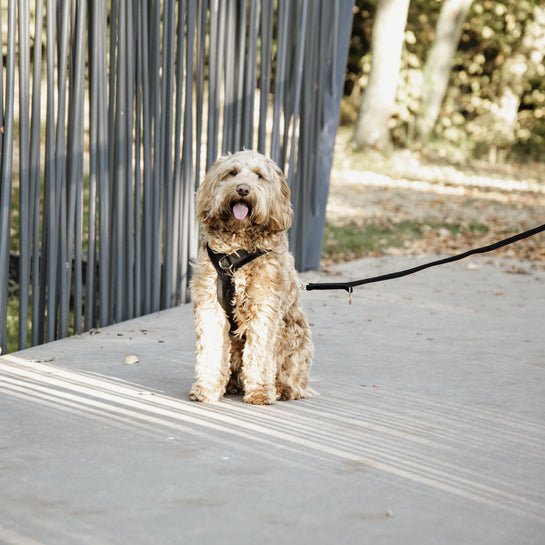 Kentucky Dog Harness Active Velvet - Sort - animondo.dk