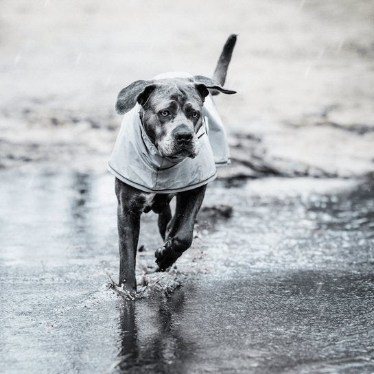 Kentucky Dog Rain Coat - Støvet Blå - animondo.dk