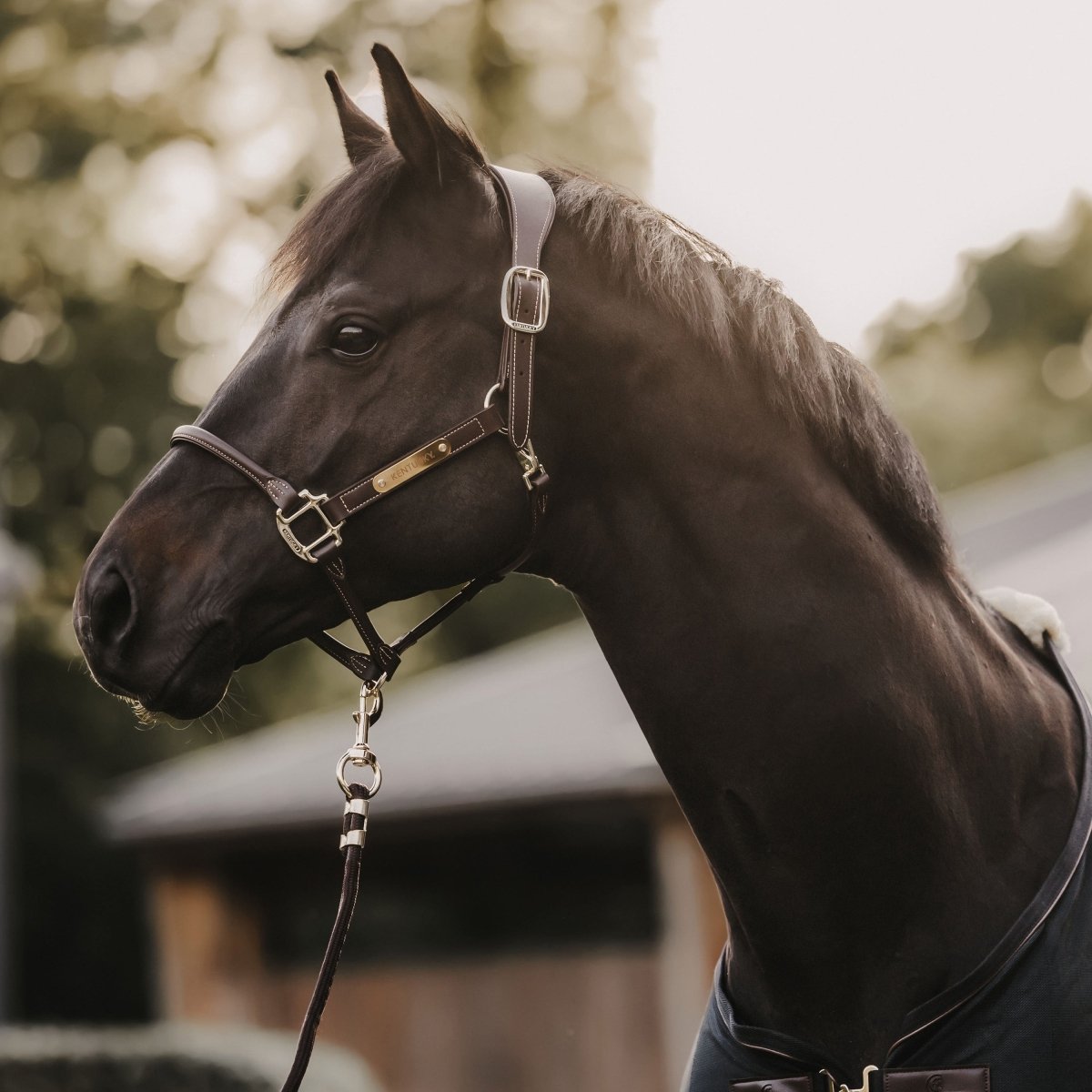 Kentucky Horsewear Anatomisk Grime i imiteret læder - Brun - animondo.dk