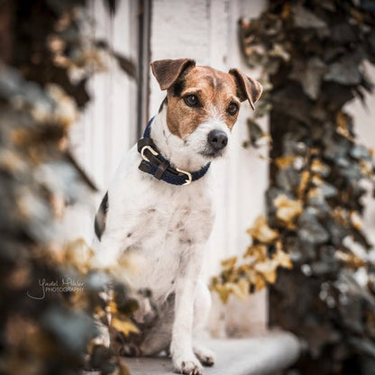 Kentucky Plaited Nylon Dog Collar Navy - animondo.dk