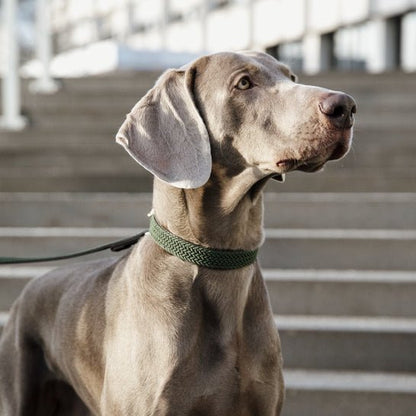 Kentucky Plaited Nylon Dog Collar - Olivengrøn - animondo.dk