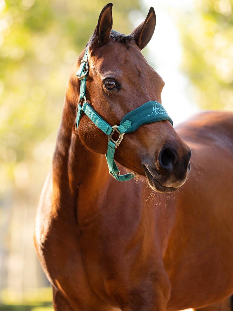 Mini Lemieux Pony Vogue Headcollar - Evergreen - animondo.dk