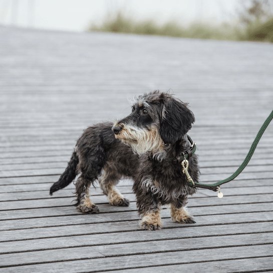 Plaited Nylon dog lead Olivengrøn - animondo.dk