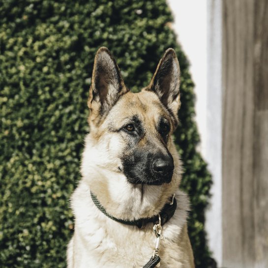 Plaited Nylon dog lead Olivengrøn - animondo.dk