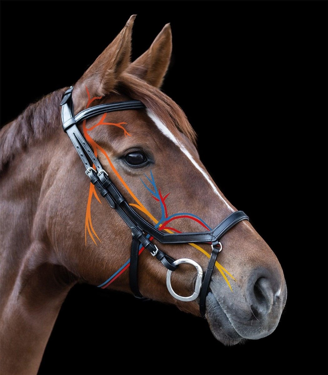 Waldhausen X-Line bridle Relaxation - Sort - animondo.dk